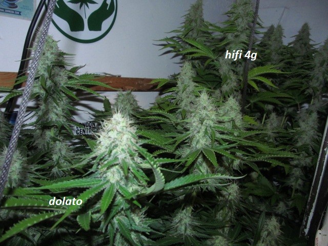 day 44 bloom (4)