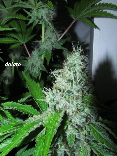 day 44 bloom (8)