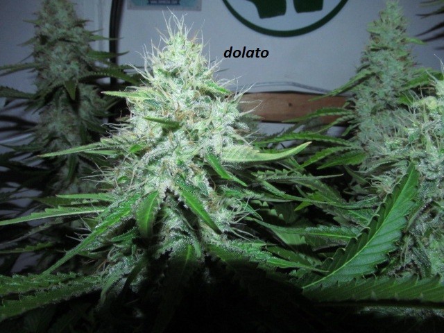 day 44 bloom (10)
