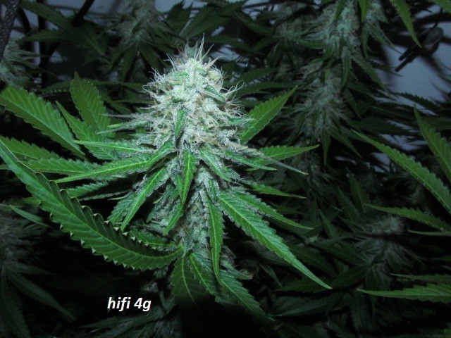 day 44 bloom (11)