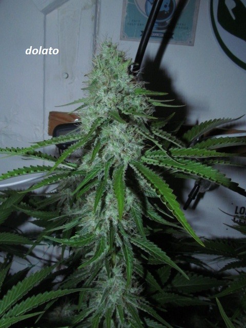 day 44 bloom (12)