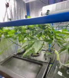 TP week 3 veg 2
