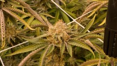 Multi strain