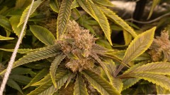 Multi strain
