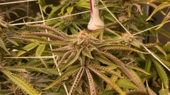 Multi strain
