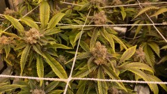 Multi strain