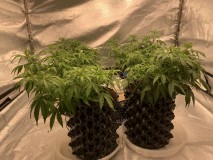 The girls 221221