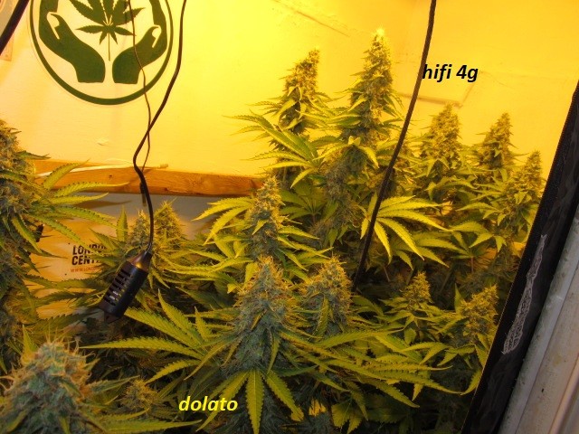 48 days (2)