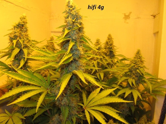 48 days (4)