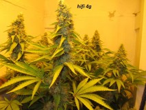 48 days (4)