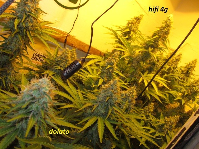 48 days (5)