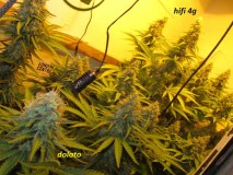 48 days (5)