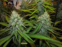 48 days (8)
