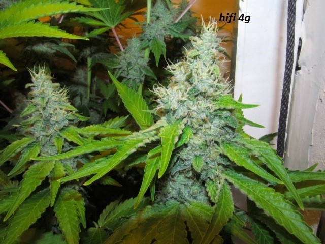 48 days (13)