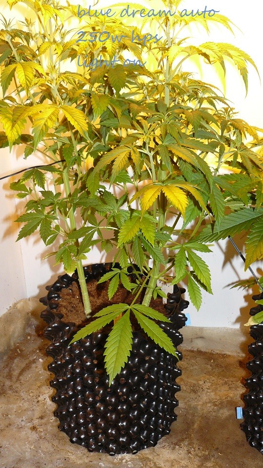 drobes at xmas 001