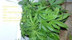 drobes at xmas 010