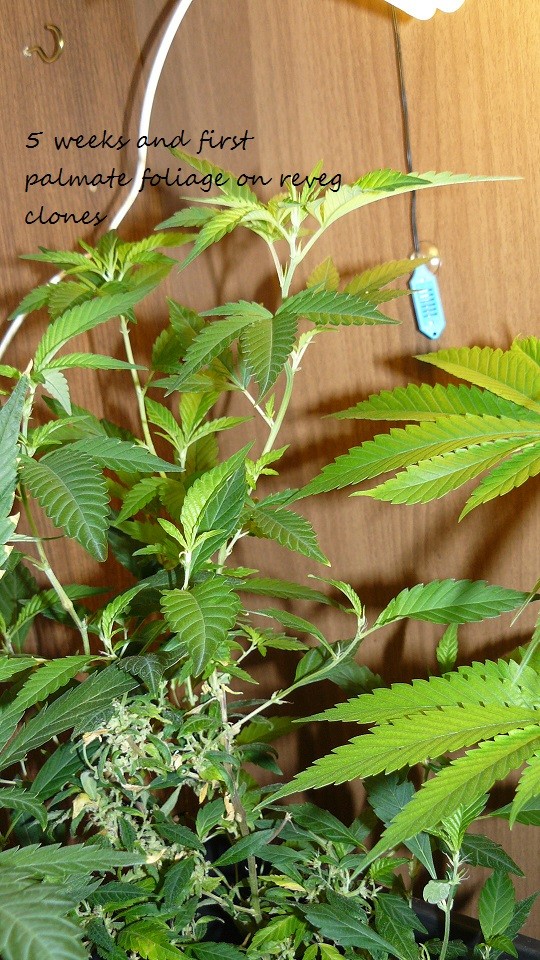 drobes at xmas 015