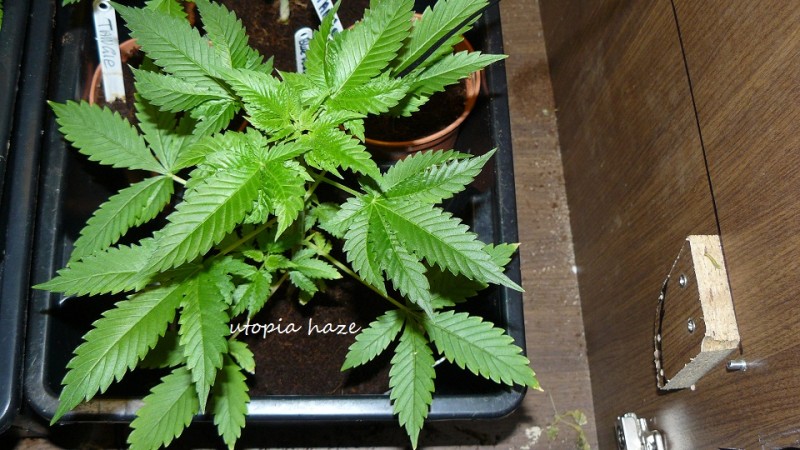 drobes at xmas 020