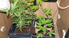 drobes at xmas 023