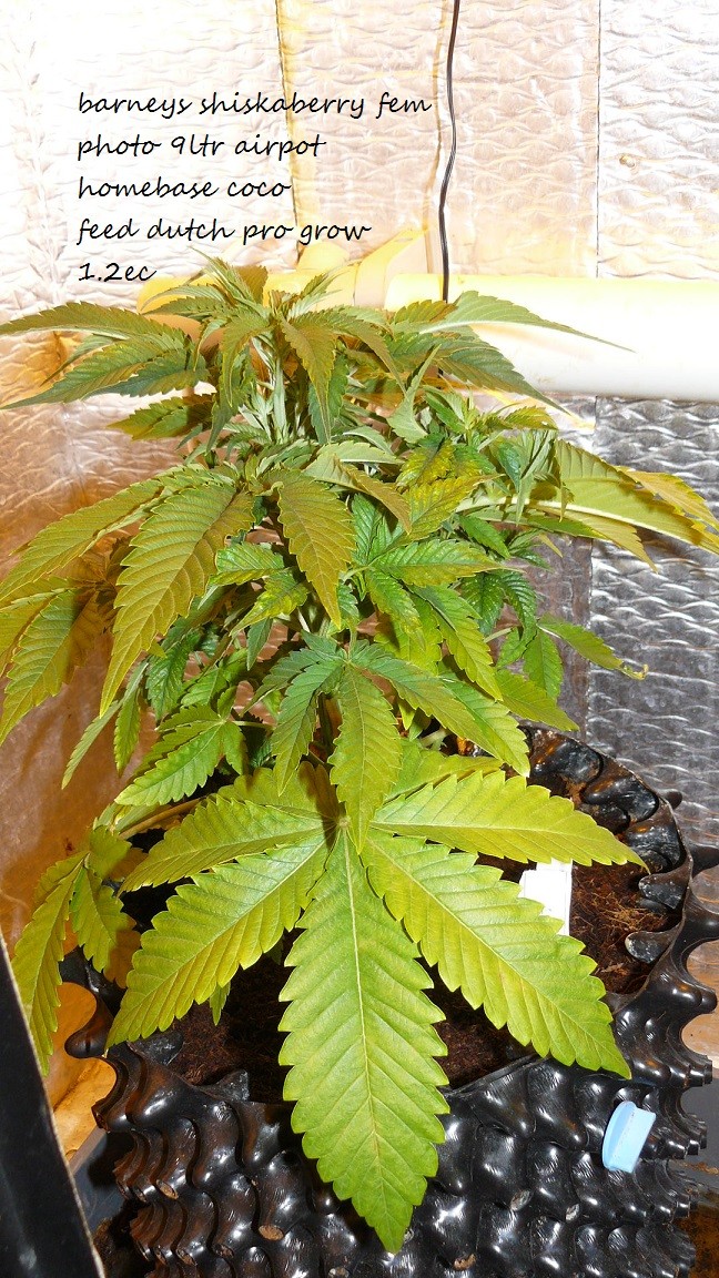 drobes at xmas 026