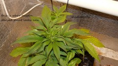 drobes at xmas 027