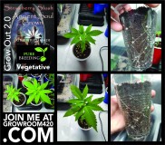 Strawberry Slush_Veg Cycle-01