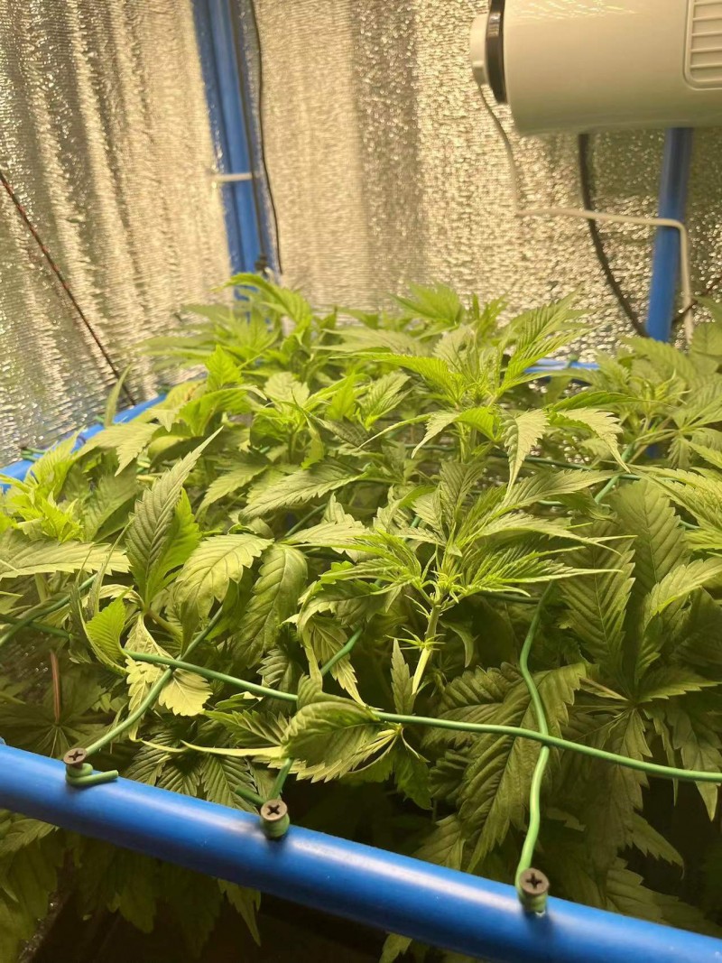 TP week 4 veg 1 before trim