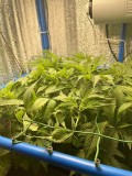 TP week 4 veg 1 before trim
