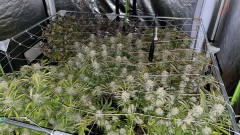 Multi strain