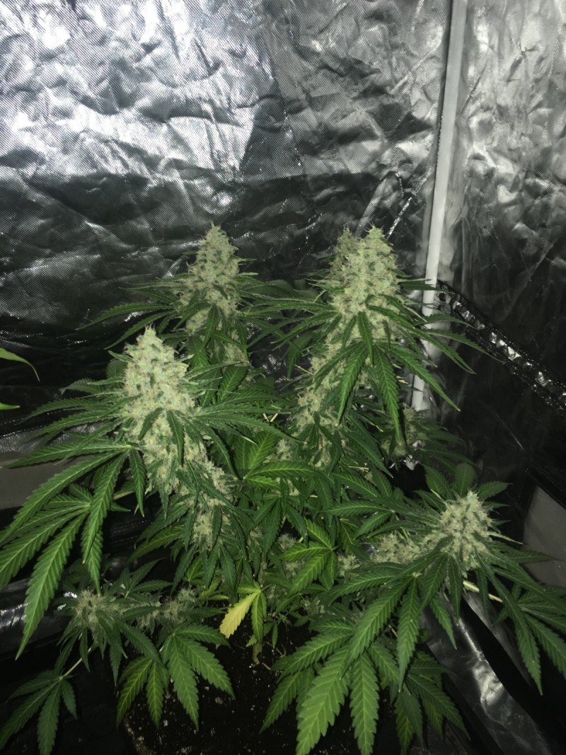 dec18 012