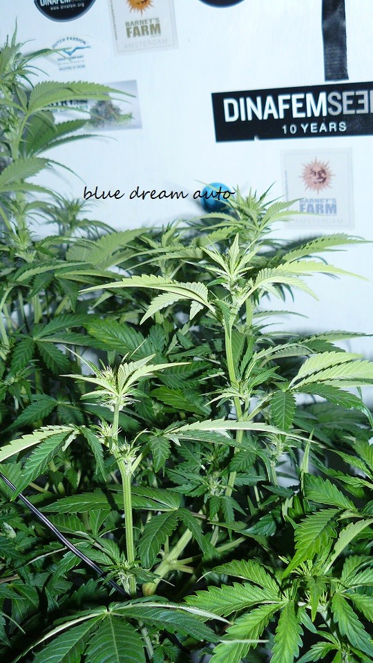 drobes 30 12 21 003