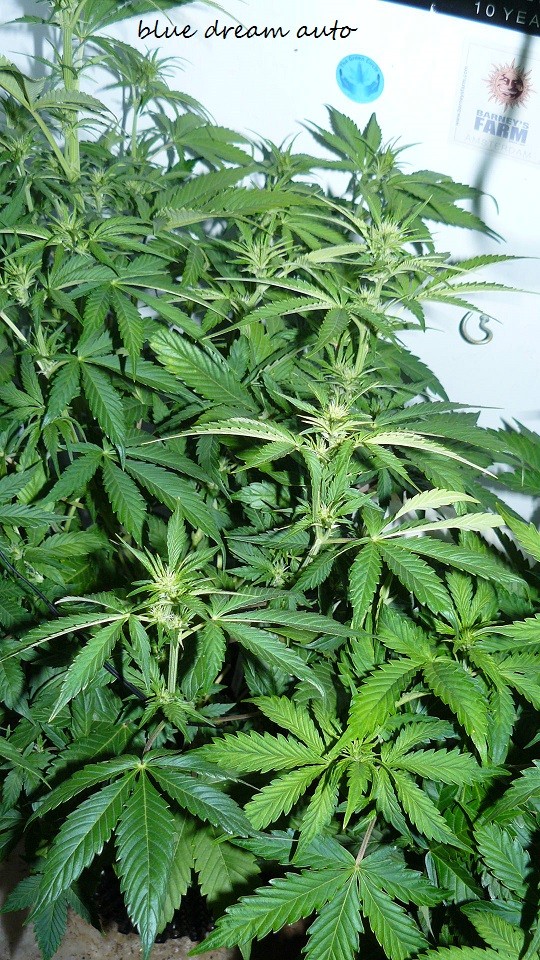 drobes 30 12 21 004