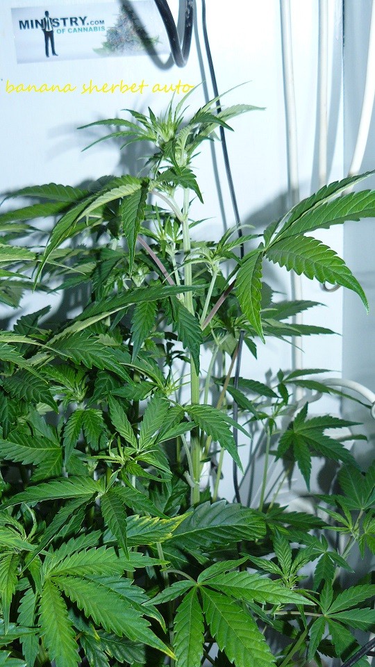 drobes 30 12 21 009