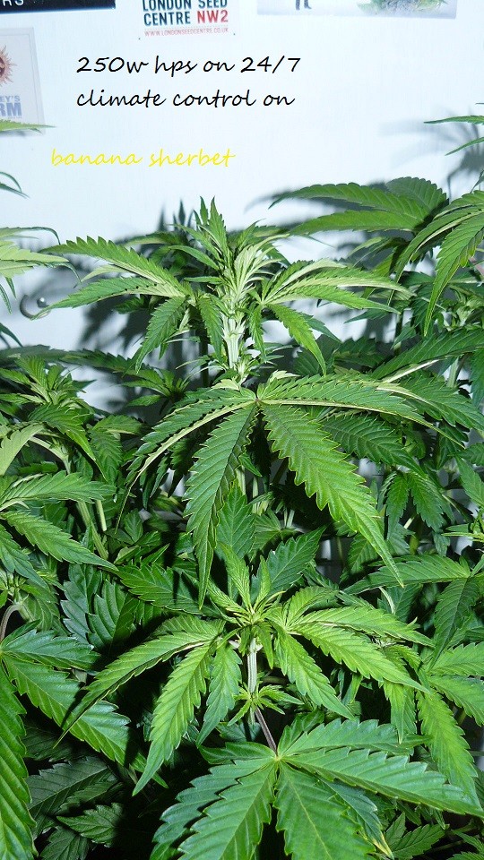 drobes 30 12 21 010