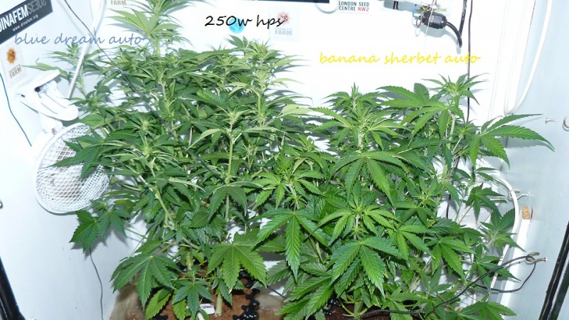 drobes 30 12 21 014
