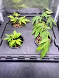 Gelatto TP grow TP clone 3 one day after res swap