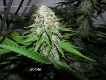 58 bloom (3)