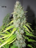 58 bloom (5)