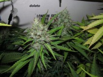 58 bloom (8)
