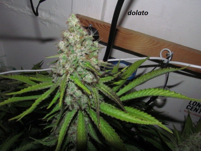 58 bloom (9)