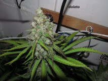 58 bloom (9)
