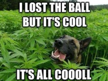 cool-weed-dog-56cc88673df78cfb37a05c8d