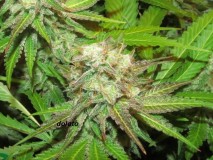 61 days in bloom (19)