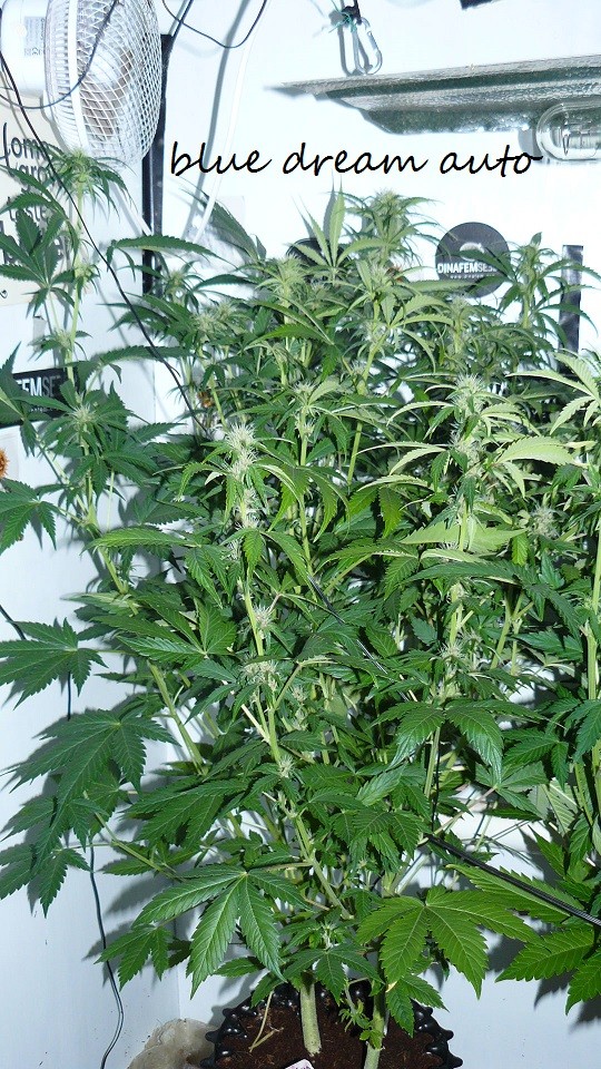 drobes 06 1 22 003