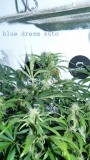 drobes 06 1 22 007