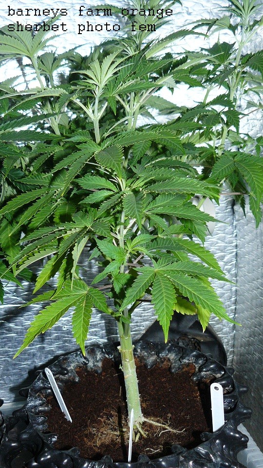 drobes 06 1 22 018