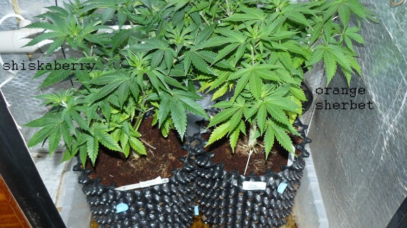 drobes 06 1 22 025