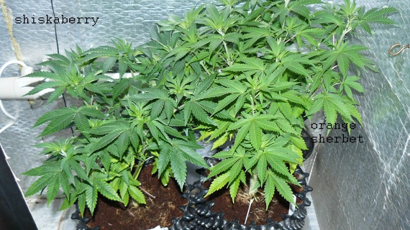 drobes 06 1 22 026