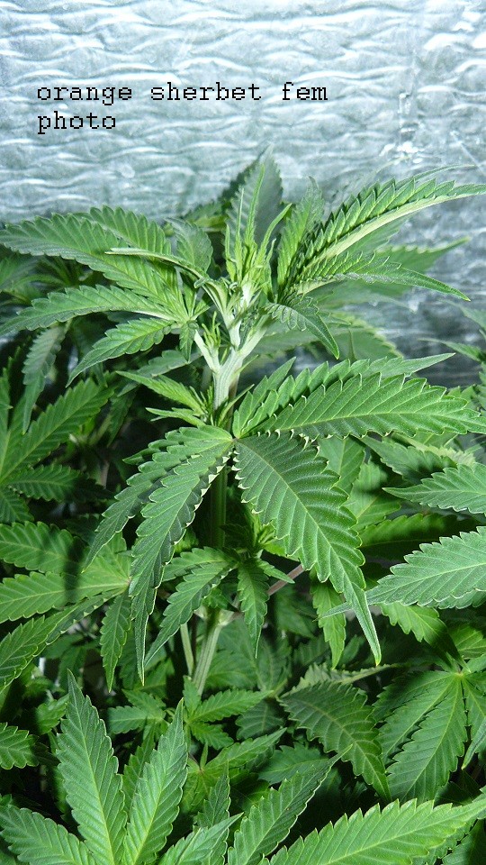 drobes 06 1 22 030