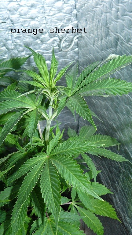 drobes 06 1 22 031